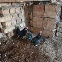 خروس مینیاتوری