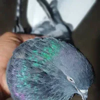 سبز دم سفید تخت|پرنده|جیرفت, |دیوار