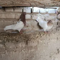 دو جفت کله ای|پرنده|هامون, |دیوار