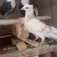 گمشده ماده کلاغ نقره ای جوجه داره