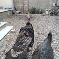 آگهی رو کامل بخونین