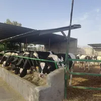 تکنسین دا مداری شیری در محیطی آرام حقوق عالی بیمه|استخدام صنعتی، فنی، مهندسی|جوادآباد, |دیوار