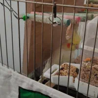 عروس هلندی (ماده مست)