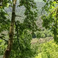 2500متر باغ در  کجور ،چالوس