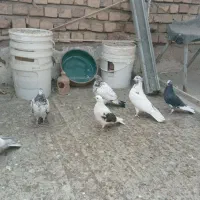 1.500.000|پرنده|کاشان, صفی آباد|دیوار