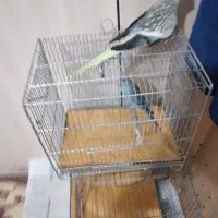 معاوضه عروس هلندی ماده و مرغ عشق ماده