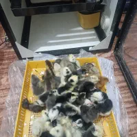 دستگاه جوجه کشی 168عددی اسکندری