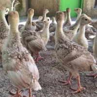 بوربون
