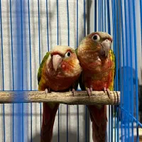 جفت گیرینچیک دبل رد