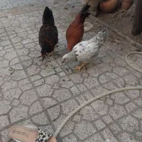 دوعدد مرغ ویک عدد خروس بفروش مرسد