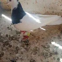 طوقی سیاه مست وپرشی