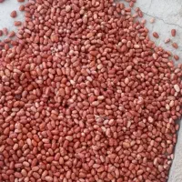 سنجد شکر پاره|خوردنی و آشامیدنی|شادیان, |دیوار