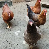 فروش 6 عدد مرغ محلی تخم گذار بسیار سالم و سرحال