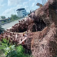 فروش فوری یوکا وپالم بالای ۴متر تنه فقط|گل و گیاه طبیعی|سرخرود, |دیوار