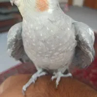 عروس هلندی نر آماده سخنگو شدن