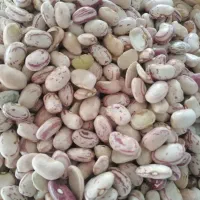 لوبیا چیتی 280 تومان