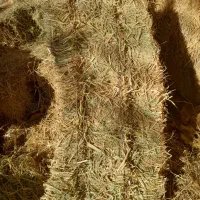 علوفه پرس  بلیم برنج