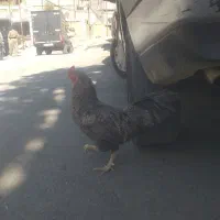 مرغ و خروس محلی|حیوانات مزرعه|موچش, |دیوار