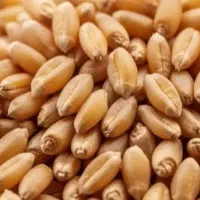 گندم و جو