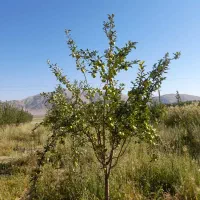 فروش جوی یا عاقل بره.