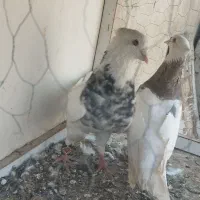 طوقی