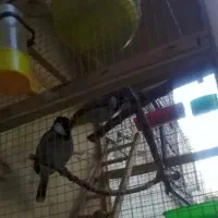 سهره خاکی اهوازی