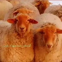 خرید حضوری گوسفند  ارسال تمام زنده نقاط تهران