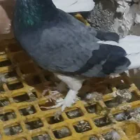 شازده سبز ماده بنشان  بدون غلط   (  آلیام )