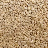 گندم و ماشک تمیر و عالی