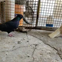 سینه زرد دمسفید