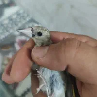 جوجه گلدین