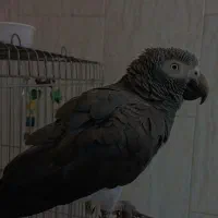 کاسکو دم شکلاتی فول|پرنده|تهران, مهرآباد جنوبی|دیوار