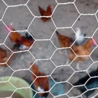 مرغ و خروس گلین ومحلی|حیوانات مزرعه|نکا, |دیوار