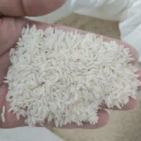 کشت دوم برنج طارم هاشمی اعلاء