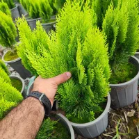 کاج کامیس نوکدار زعفرانی سبز سرطلا سایز۴|گل و گیاه طبیعی|آستانه اشرفیه, |دیوار