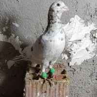 چندتاکبوتردرجه یک|پرنده|گنبد کاووس, |دیوار