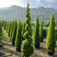 خدمات فروش لاوسون پیچ و هرمی