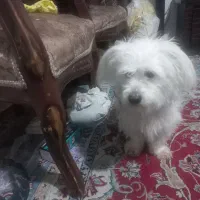 سگ نر|سگ|قوچان, |دیوار