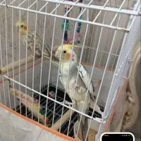 عروس هلندی جفت|پرنده|فاضل آباد, |دیوار