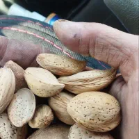 فروش ۵ کیلو بلدام تلخ درشت