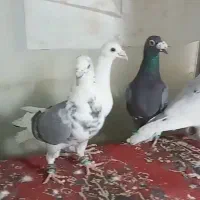 کفتر پرشی|پرنده|فرح دشت, |دیوار