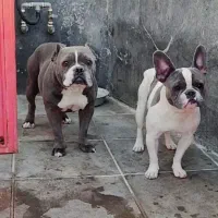 فرنچ بولداگ|سگ|بومهن, |دیوار