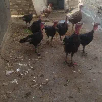بوقلمون جوان ومرغ وخروس