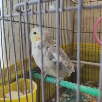 عروس هلندی جوجه|پرنده|تهران, تختی|دیوار
