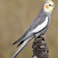 عروس هلندی