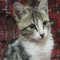 گربه