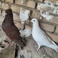 کبوتر|پرنده|گتوند, |دیوار