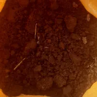 کودگاوی خالص