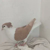 کفتر|پرنده|لنجان, |دیوار