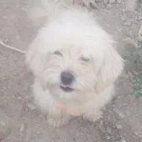 سگ شیتزو|سگ|چهاردانگه (تهران), |دیوار